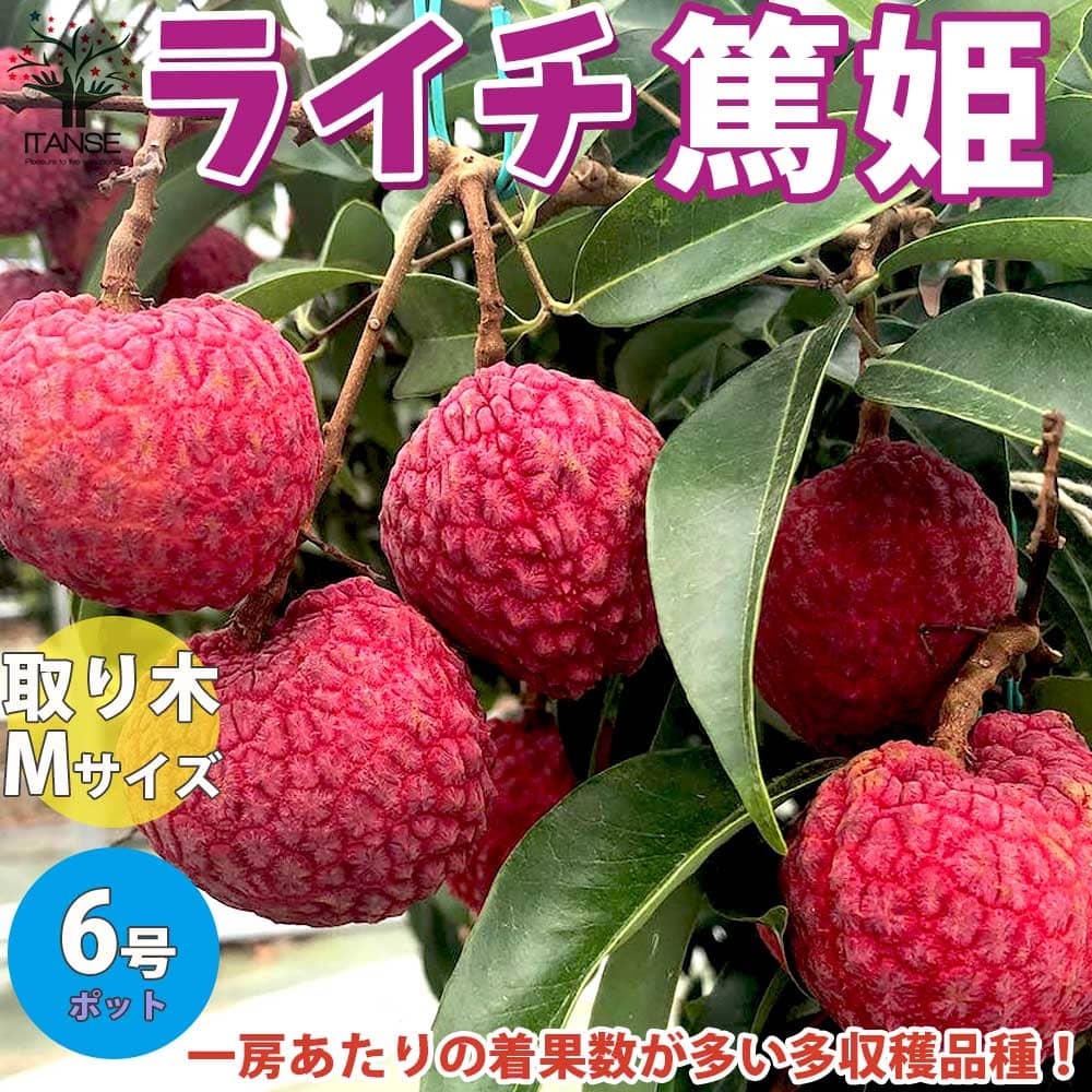 貨物輸送無料 篤姫 M大きさ 成木高40cmグレイド ライチの若木 生命り物の苗木 6サイズポットとり木苗 2 3年生 1個売り ライチ苗 レイシ苗 らいち苗 Lychee苗 フルーツ 苗木 とり木苗 取り木苗 糖度 レイシ 常緑樹 Utb Ac Rw