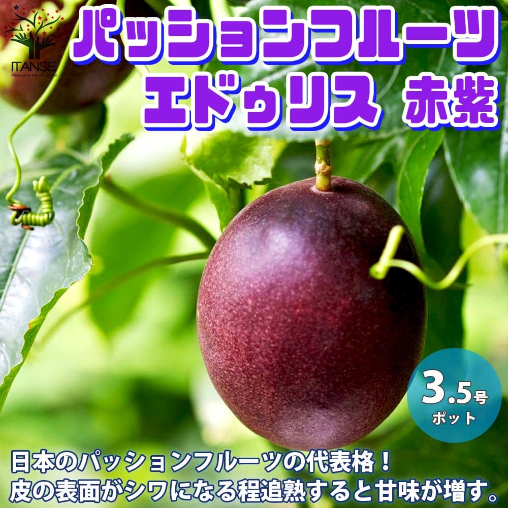 楽天市場 送料無料 品種 エドゥリス赤紫 パッションフルーツの苗 果樹の苗木 10 5cm 1個売り パッションフルーツ苗 パッションフルーツの苗 果樹苗 簡単 栽培 果実 果樹園 フルーツ 植物販売のｉｔａｎｓｅ楽天市場店