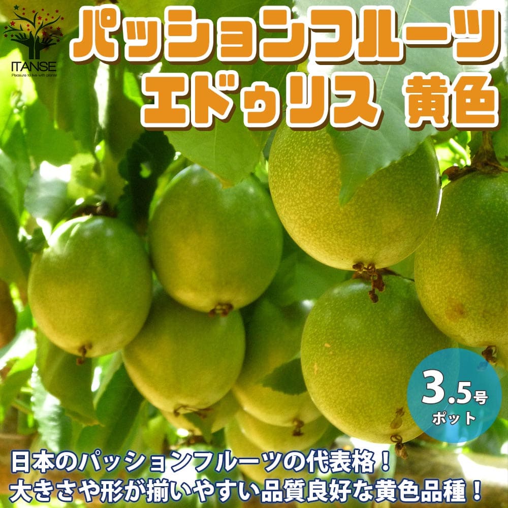 楽天市場 送料無料 品種 エドゥリス黄色 パッションフルーツの苗 果樹の苗木 10 5cm 1個売り パッションフルーツ苗 パッションフルーツの苗 果樹苗 簡単 栽培 果実 果樹園 フルーツ 植物販売のｉｔａｎｓｅ楽天市場店