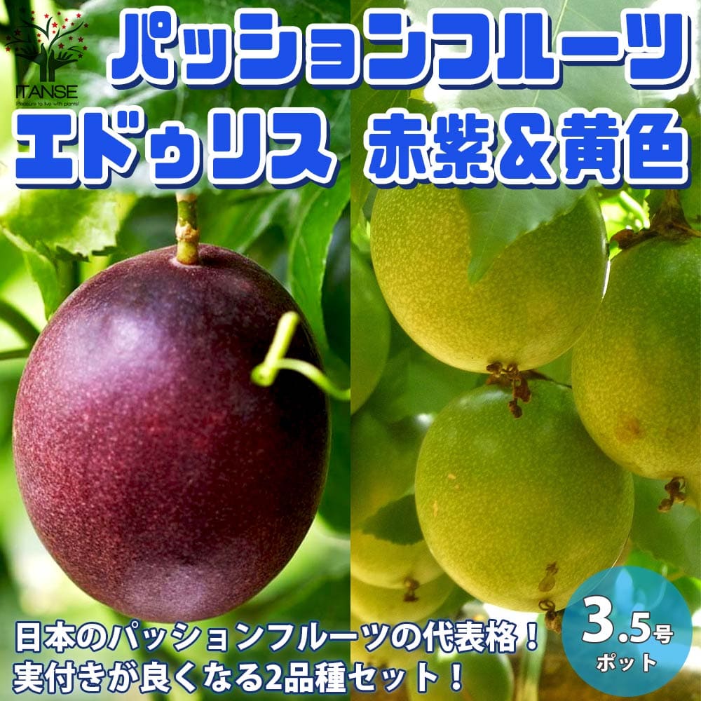 楽天市場 パッションフルーツ 苗 大株 ５号鉢植え 実色紫 今年 実が付いていたものです 現在の状態は実なし 一部付いているものあり Fleur Town 吉本花城園