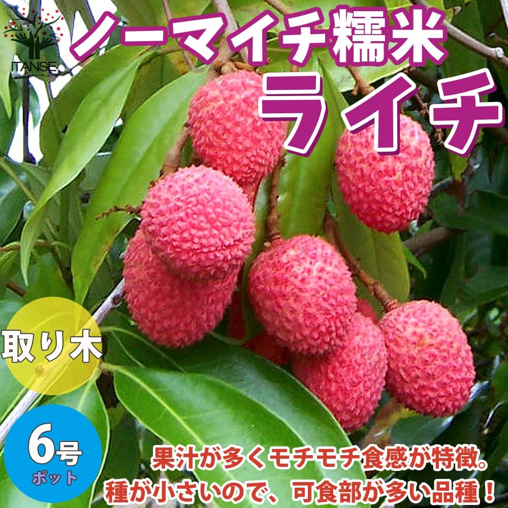 送料無料 ノーマイチ ライチの若木 至り木の苗木 2 3年度氏素性 取り木苗 Mナンバー数 6号髑髏 1個売り 大苗 樹高30cm限界 ライチ苗 茘枝苗 らいち苗 Lychee苗 フルーツ 苗木 とり木苗 取り木苗 糖度 茘枝 常緑樹 成物苗 果樹 果物 くだもの 養殖 耕園 農園 純粋 弁別