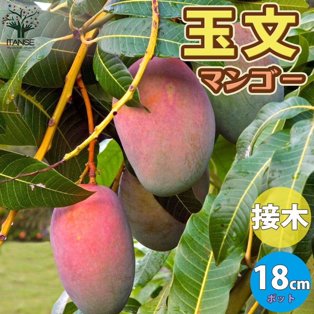 送料無料 玉文 ぎょくぶん マンゴーの苗木 果樹の苗木 6号硬質ポット 2年生 接木苗 1個売り マンゴー苗木 苗木 果樹苗 果実 果樹園 フルーツ 家庭菜園 熱帯果樹 トロピカル Psicologosancora Es