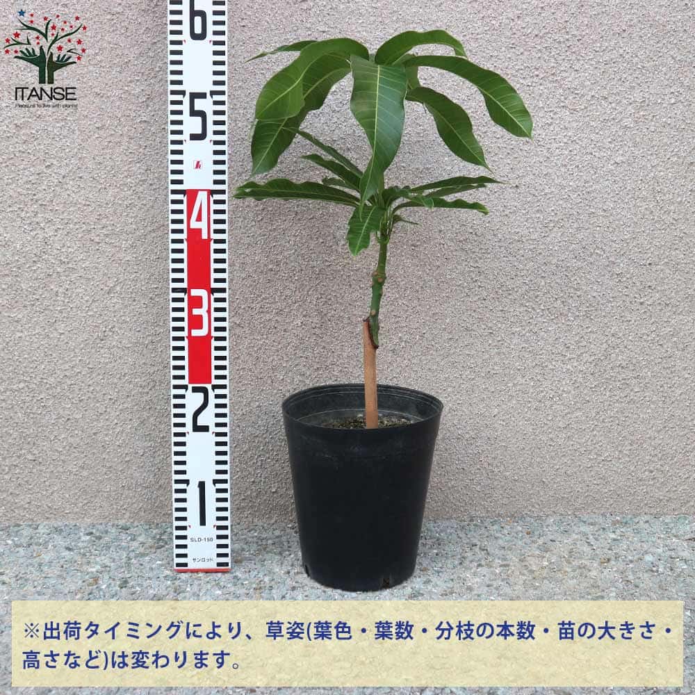 貨物輸送無料 ナンドクマイ マンゴーの若木 成物の苗木 6号固いポット 2年生 接木苗 1個売り マンゴー苗木 苗木 果樹苗 果実 果樹ガーデン フルーツ 門家庭菜園 熱帯果樹 トロピカル Formmachile Cl