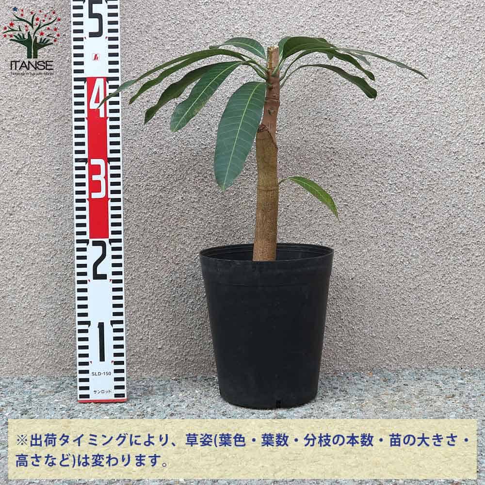 送料無料 金煌 きんこう マンゴーの苗木 果樹の苗木 6号硬質ポット 2年生 接木苗 1個売り マンゴー苗木 苗木 果樹苗 果実 果樹園 フルーツ 家庭菜園 熱帯果樹 トロピカル Aplusfinance Blog Com