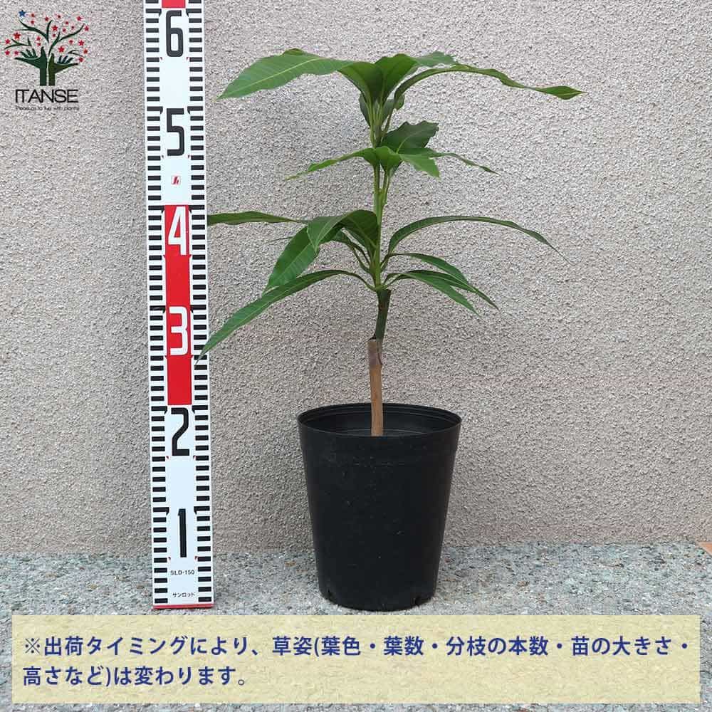 送料無料 紅金煌 べにきんこう マンゴーの苗木 果樹の苗木 6号硬質ポット 2年生 接木苗 1個売り マンゴー苗木 苗木 果樹苗 果実 果樹園 フルーツ 家庭菜園 熱帯果樹 トロピカル septicin Com