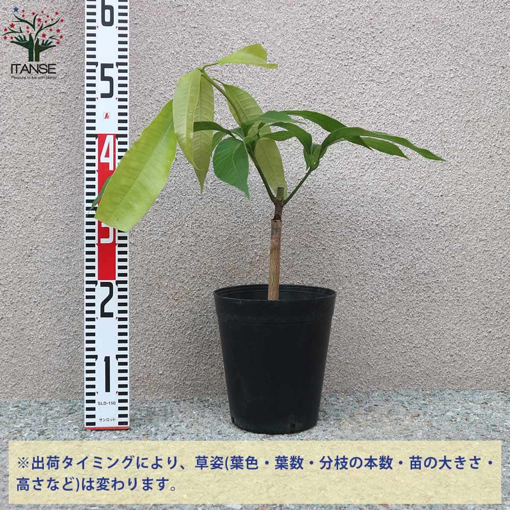 送料無料 紅龍 こうりゅう マンゴーの苗木 果樹の苗木 6号硬質ポット 2年生 接木苗 1個売り マンゴー苗木 苗木 果樹苗 果実 果樹園 フルーツ 家庭菜園 熱帯果樹 トロピカル Aplusfinance Blog Com
