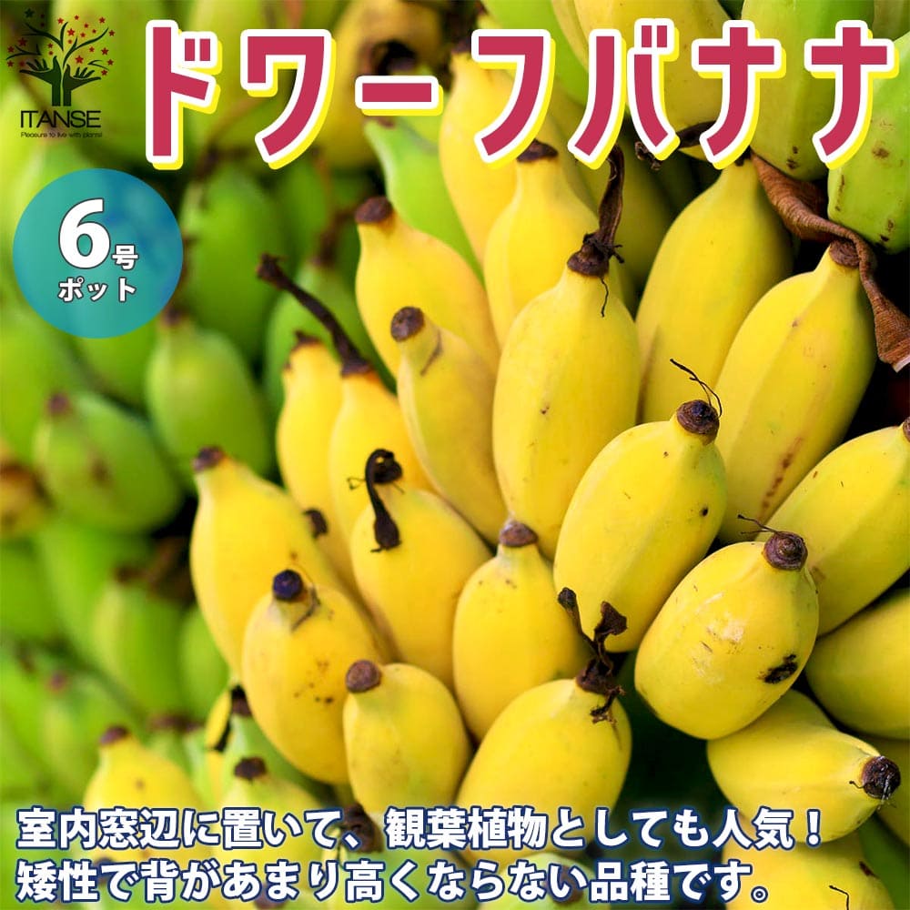 極甘 ブラジリアンバナナ苗