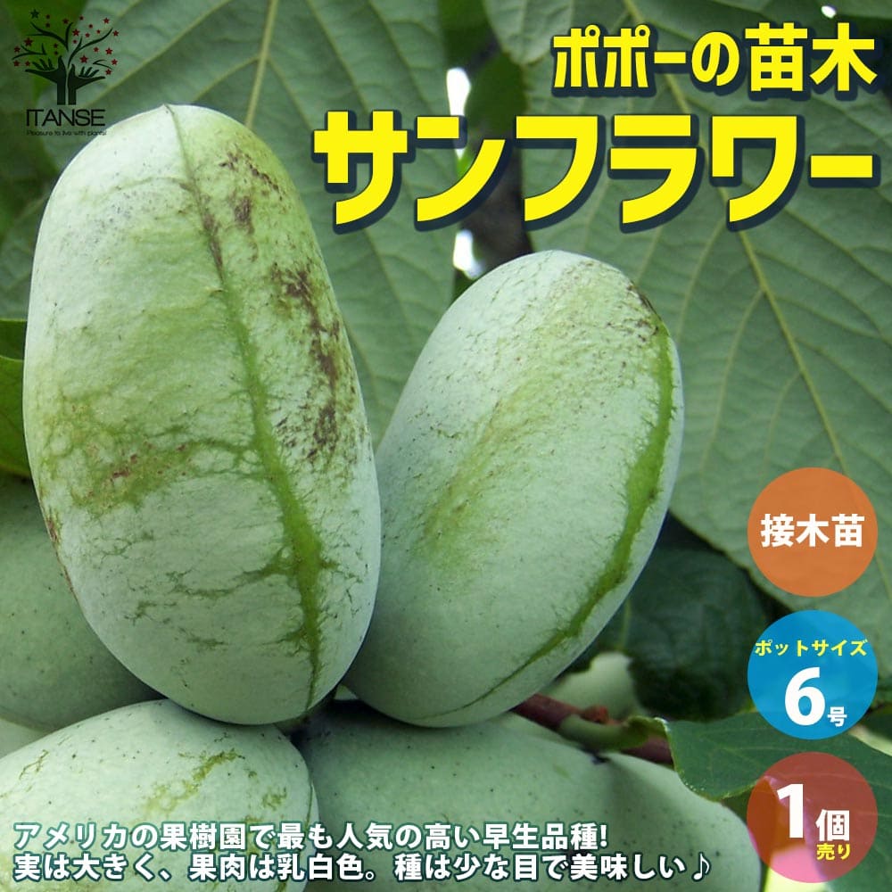 1万円値下❗️耐寒性 ヤマシタマンゴー大苗 1万円値下