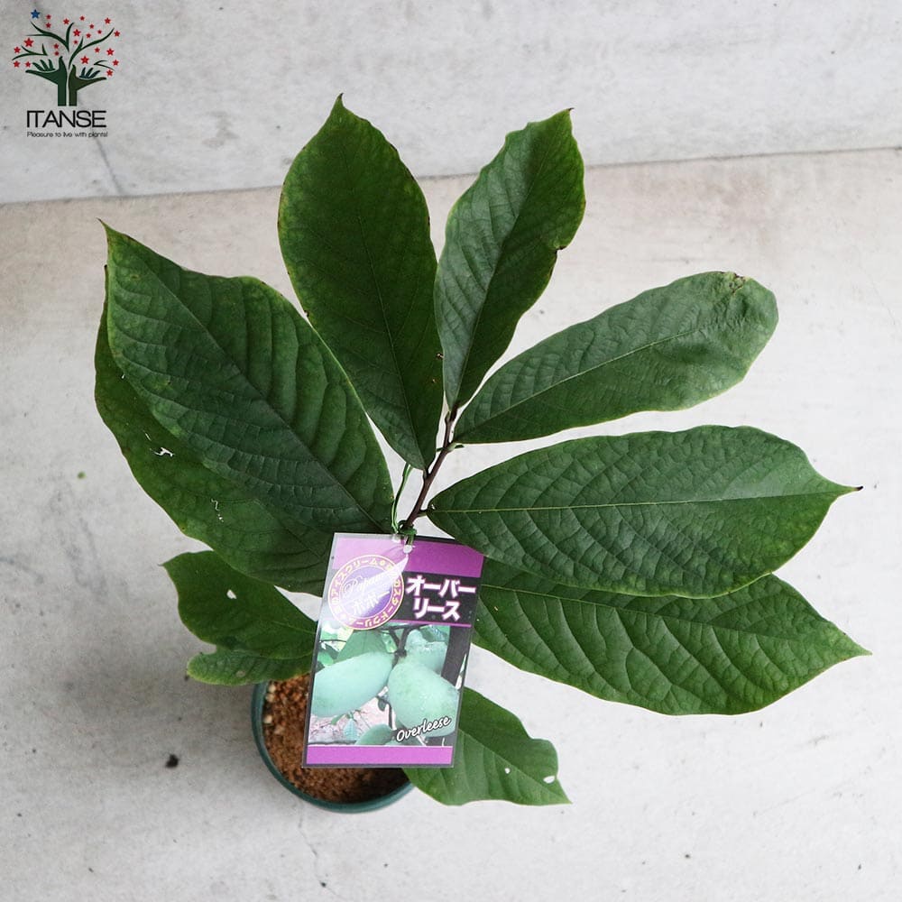 オンラインショップ ポポーの木 ピーターソン 果樹苗 希少品種 マンゴー バナナ アップル プリン 甘い アケビガキ ポポーノキ 温帯樹木 珍味 Qdtek Vn