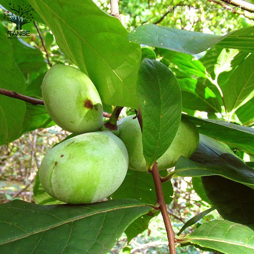 オンラインショップ ポポーの木 ピーターソン 果樹苗 希少品種 マンゴー バナナ アップル プリン 甘い アケビガキ ポポーノキ 温帯樹木 珍味 Qdtek Vn