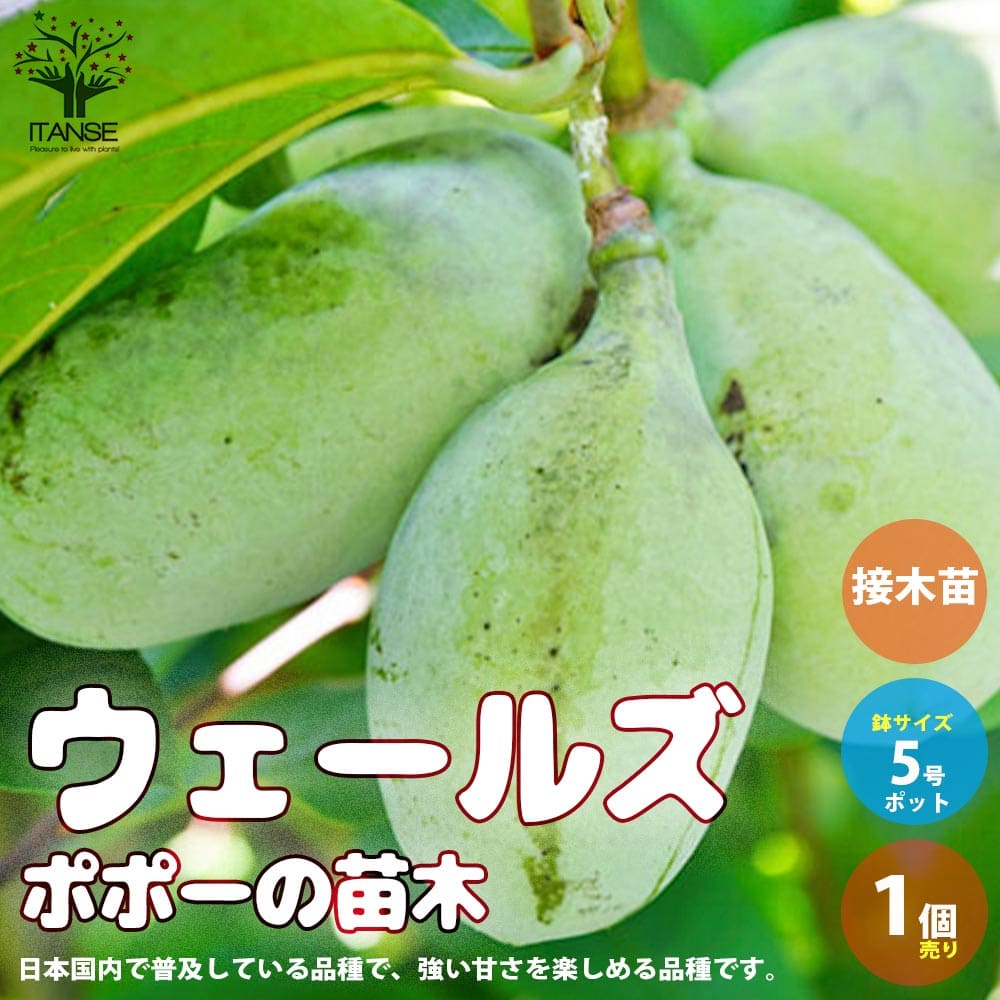 楽天市場】【送料無料】紅象牙 ( べにぞうげ ) マンゴーの苗木