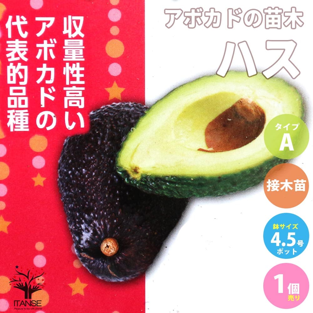 楽天市場】【送料無料】アボカド フェルテ 果樹の苗木21cmポット