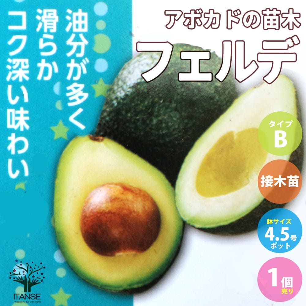 楽天市場】☆数量限定☆【アボカド苗木 ベーコン種接ぎ木苗 8号サイズ