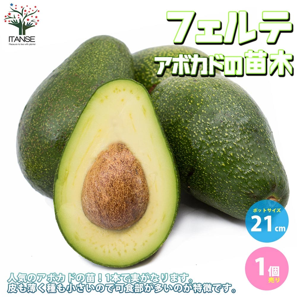 アボカド　スチュワート　フェルテ 楽天市場】【送料無料】アボカド フェルテ 果樹の苗木 5号ポット