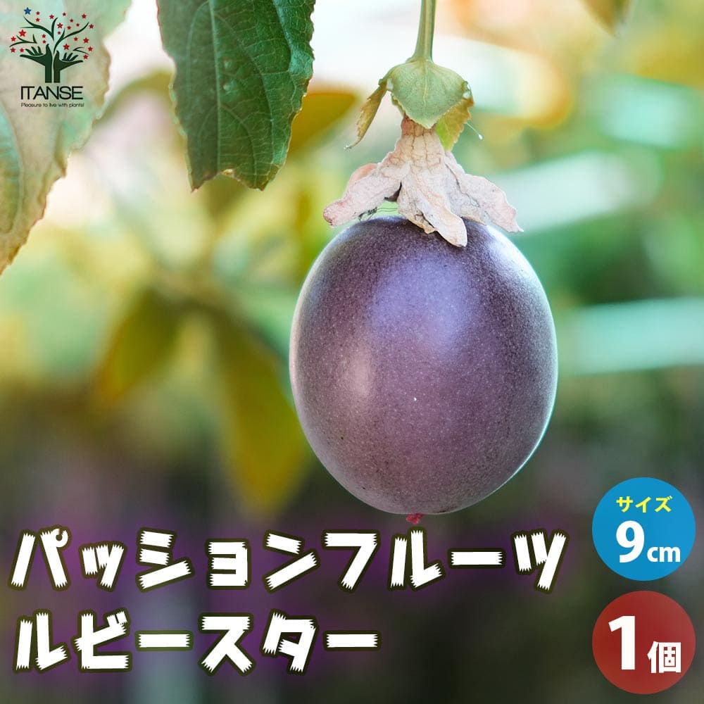 スターフルーツ。果樹。果実。無料で鉢ごと発送致します。 61mREDwkuHS._UF350,350_QL50_.jpg