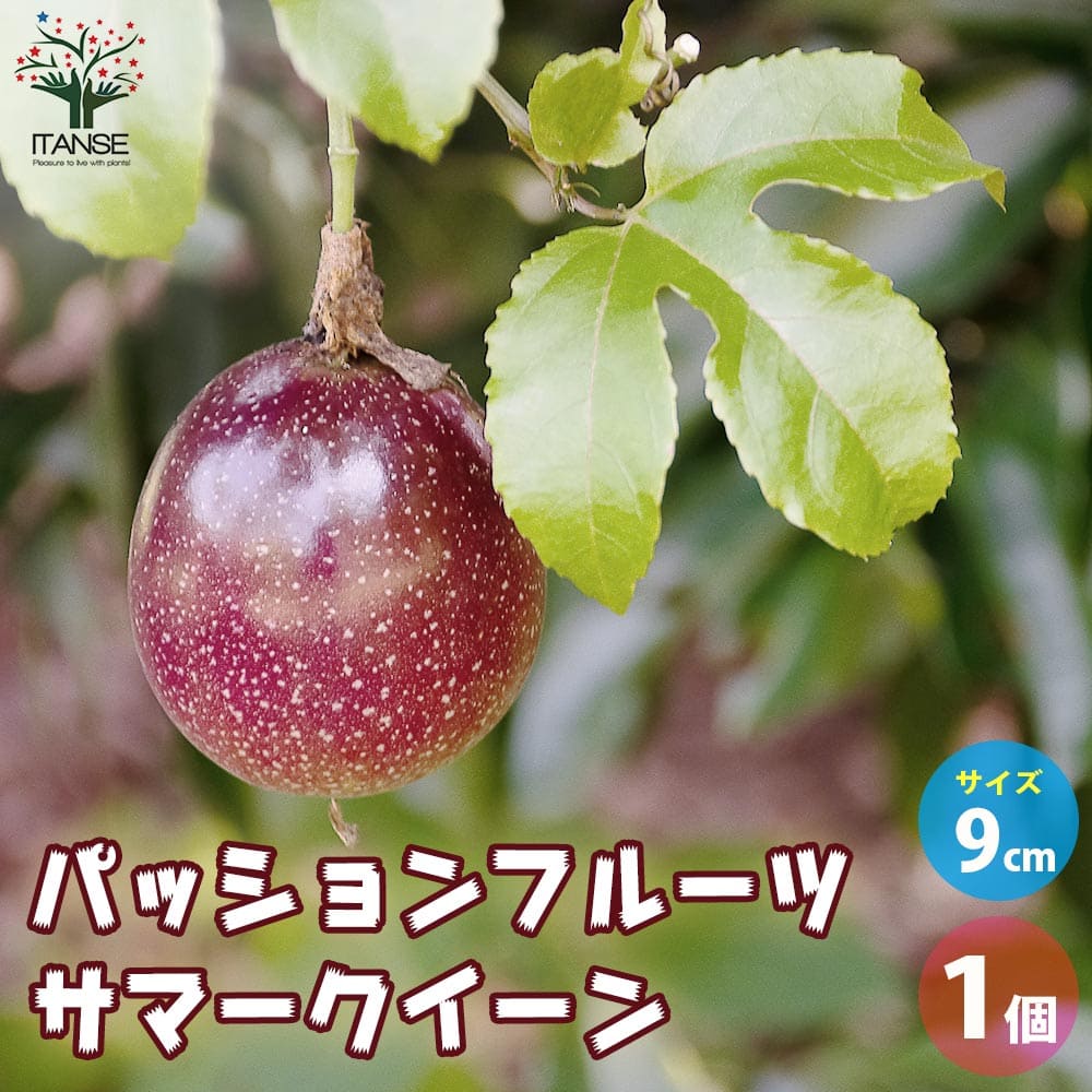 スターフルーツ。果樹。果実。無料で鉢ごと発送致します。 スターフルーツ。果樹。果実。無料で鉢ごと発送致します