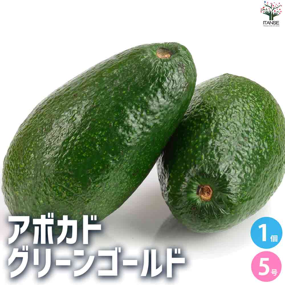 楽天市場】【送料無料】アボカド グリーンゴールド 果樹の苗木 接木苗7