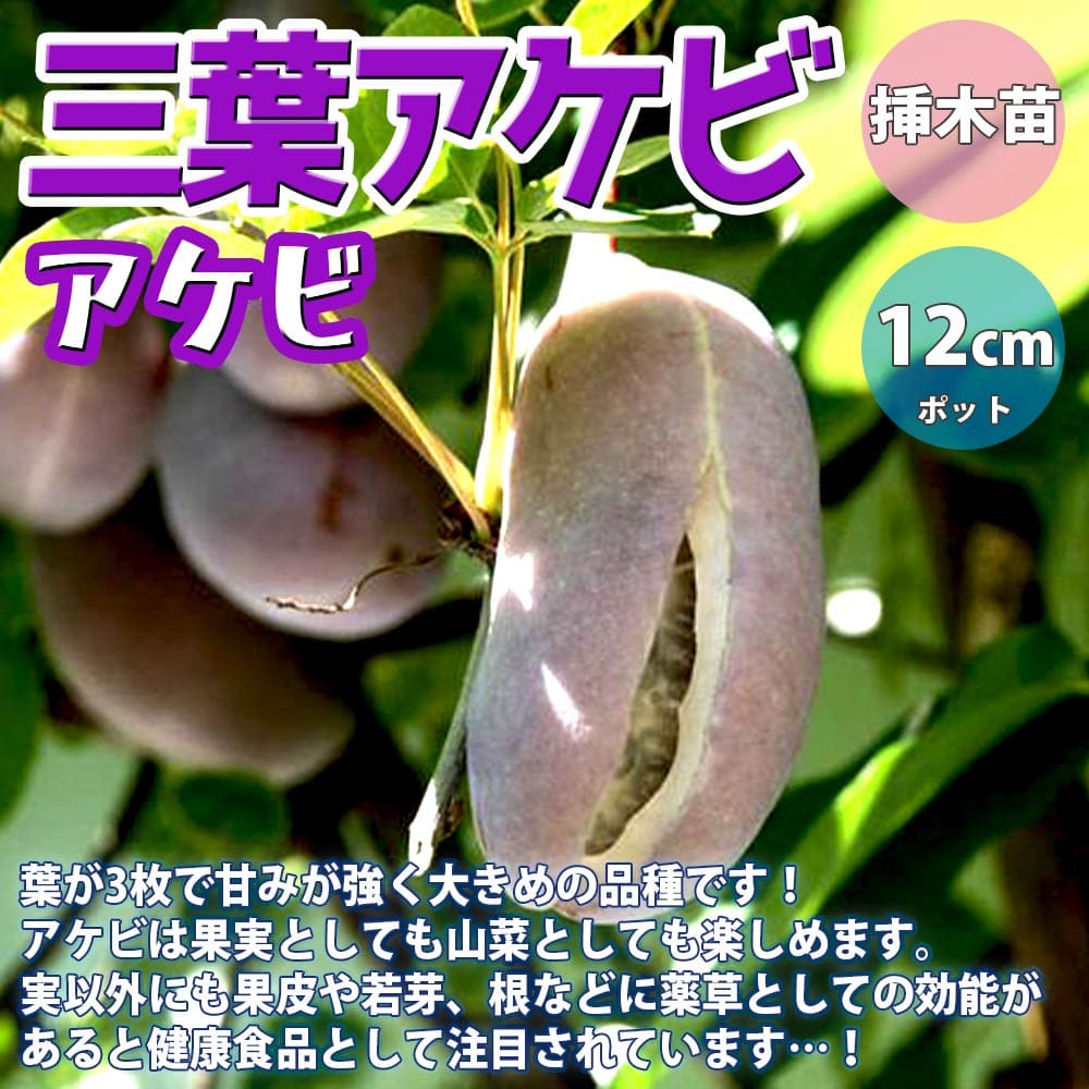 楽天市場 送料無料 アケビの苗木 三葉 果樹苗 2年生 挿木苗12cmポット 1個 アケビ苗 アケビの苗 あけび苗 あけびの苗木 木通の苗 ムベ むべ 木通苗 薬草 山菜 農園 庭植え 趣味 園芸 収穫 花木 植木 庭木 鉢植え 生け垣 野木瓜 販売店 通販 植物販売のｉｔａｎｓｅ