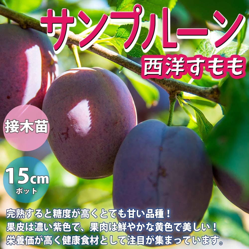 楽天市場 送料無料 サンプルーンの苗木 果樹苗 2年生 接木苗15cmポット 1個 プルーン苗 プルーンの苗 プルーンの苗木 サンプルーンの苗 プラムの苗 プラム苗 西洋すもも 西洋スモモ 庭植え プランター 花木 植木 庭木 鉢植え 生け垣 シンボルツリー 植物販売の