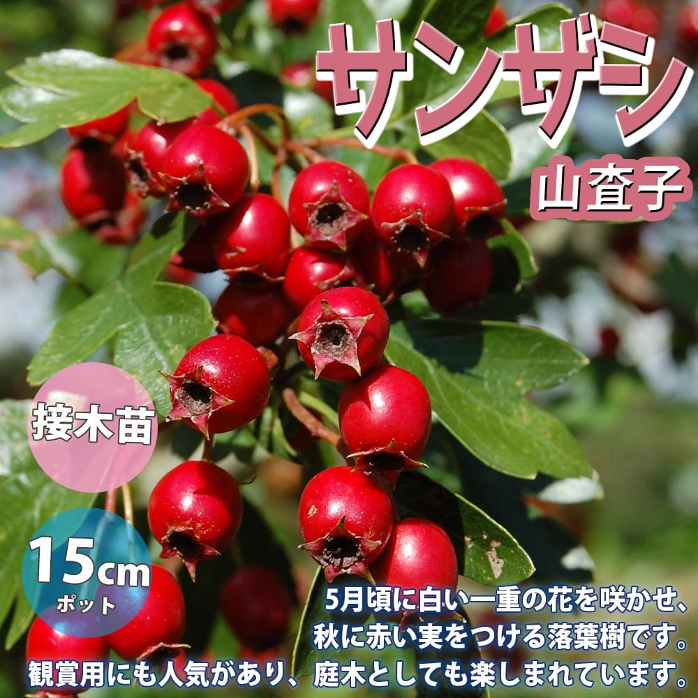 楽天市場 送料無料 サンザシの苗木 果樹苗 2年生 接木苗18cmポット 1個 サンザシ苗 サンザシの苗 サンザシの木 サンザシの苗木 山査子 山 子 庭植え プランター 花木 植木 庭木 鉢植え 生け垣 シンボルツリー バラ科 サンザシ属 植物販売のｉｔａｎｓｅ楽天市場店