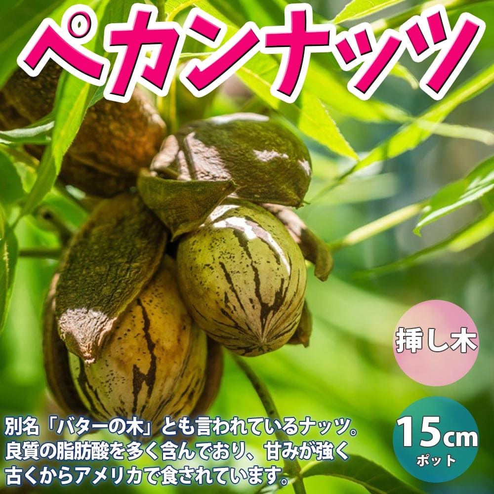 楽天市場】【P2倍〜☆マラソン期間】ロンガンの苗木 6号鉢 接木苗【果樹 3〜4年生 接ぎ木苗/1個】龍眼 竜眼 リュウガン ろんがん ライチ レイシ  茘枝 ランブータン ムクロジ科 ムクロジ属 リンギン ラムヤイ ニャン 竜眼肉 : 植物販売のＩＴＡＮＳＥ楽天市場店