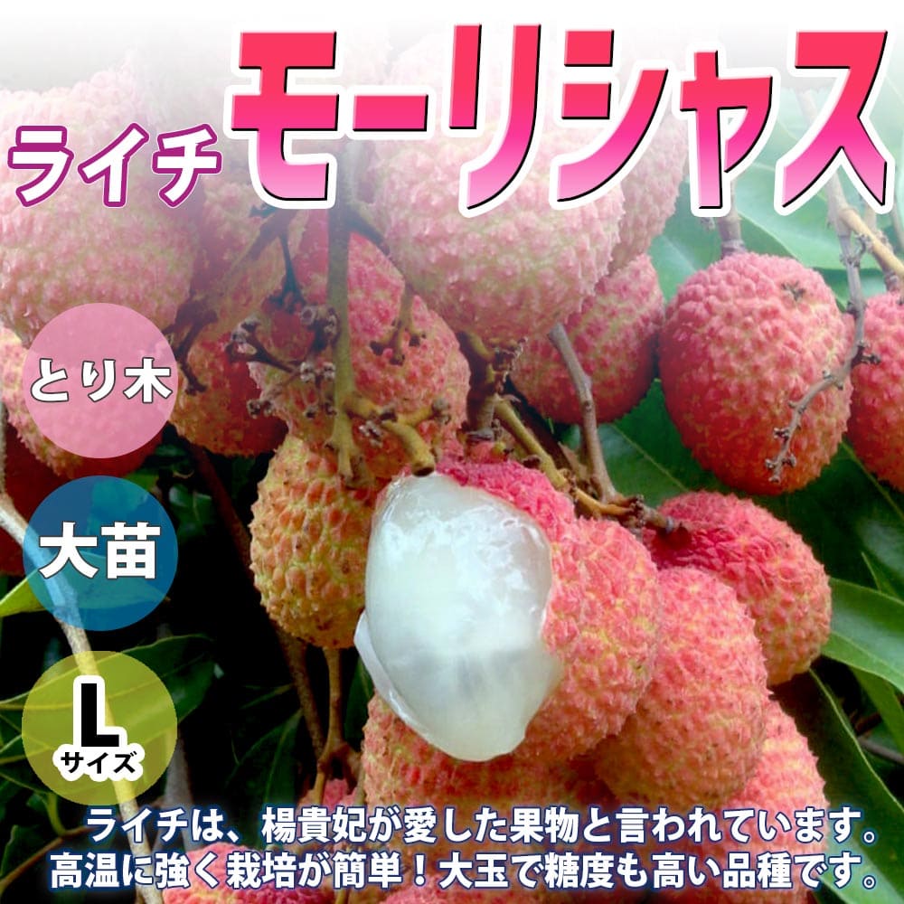 送料無料 ライチの若木 モーリシャス L号数 生木の苗木 6号ポット 取り木苗 1個売り ライチ苗 レイシ苗 らいち苗 Lychee苗 フルーツ 苗木 とり木苗 取り木苗 糖度 茘枝 常緑樹 結末樹苗 果樹 果物 くだもの 人文 ファーム 農園 いかにも 優先権 園芸 たま物 果実