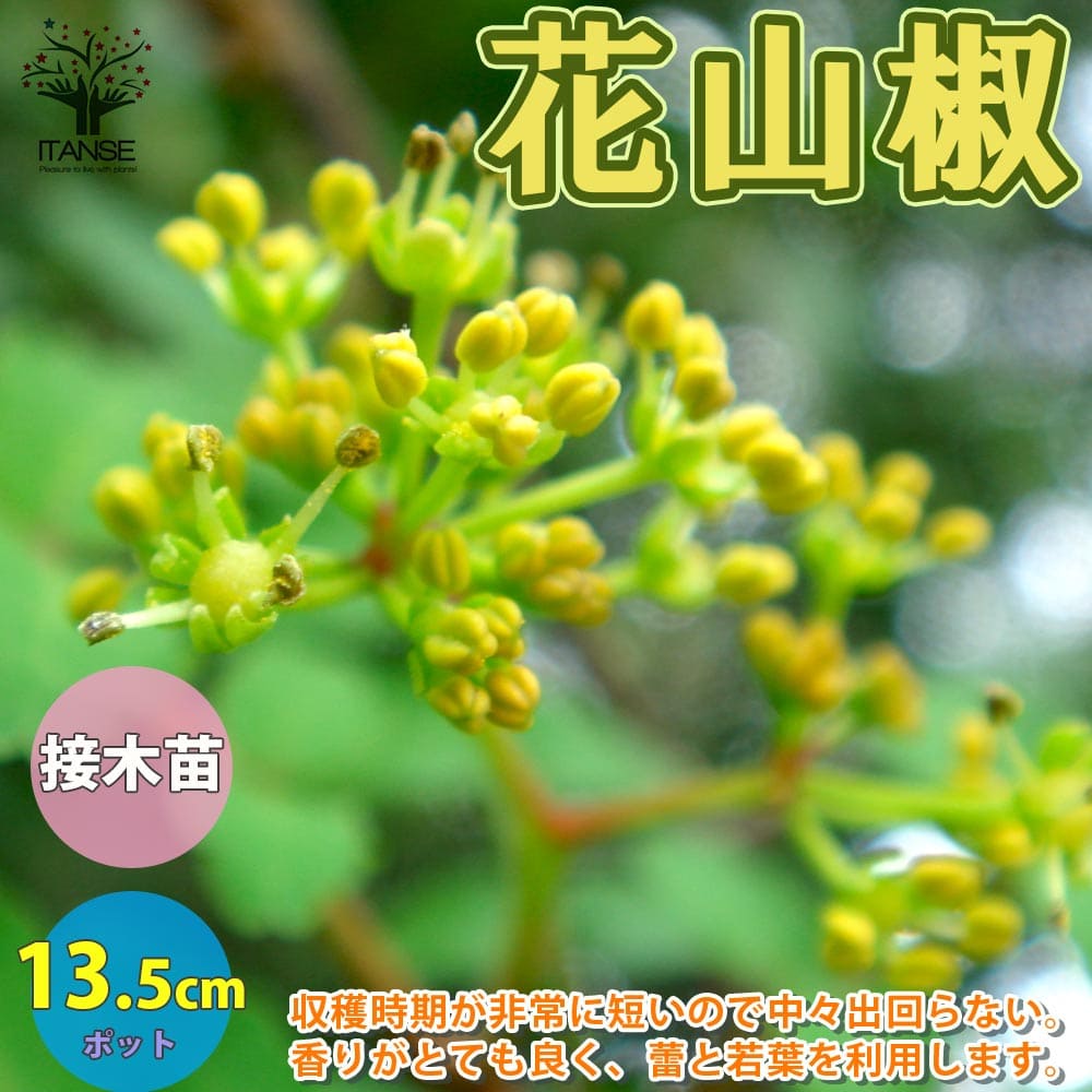 送料無料 花山椒 ハナザンショウ 山椒の苗木 果樹の苗木 13 5cmポット 1年生 接木苗 1個売り 山椒苗 さんしょう苗 さんしょ苗 サンショウ苗 サンショ苗 花山椒苗 花山椒苗木 花山椒の苗 果樹苗 果樹 果物 ハーブ 栽培 ガーデニング 果樹苗 果樹 果物 くだもの 栽培 農園