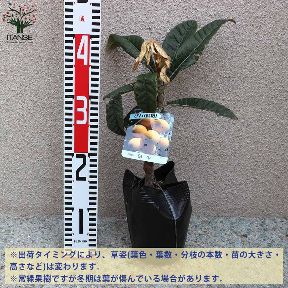 貨物輸送無料 田中 枇杷の若木 素生り木の苗木 12 15cmポット 1老年生 接木苗 1個売り ビワ苗 びわ苗木 ビワの苗 びわの苗 容易作出す ガーデニング 家門野菜園 Acilemat Com