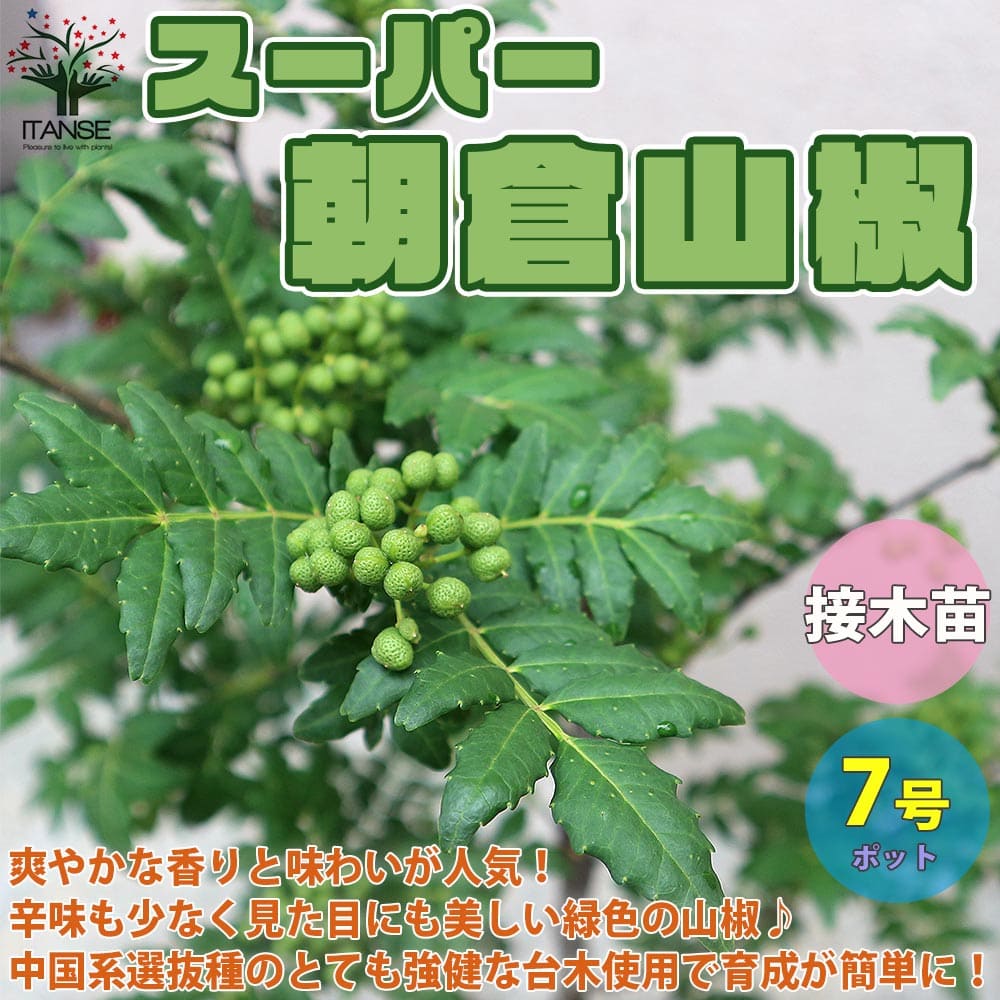 送料無料 デパート朝倉山椒 あさくらさんしょう 小穂無余程山椒 の苗木 山椒の苗木 果樹の苗木 7号数大苗 接木苗 1個売り 山椒苗 さんしょう苗 さんしょ苗 サンショウ苗 サンショ苗 ハーブ 産出 ガーデニング 身内野菜畑 栽培所 Digitalland Com Br