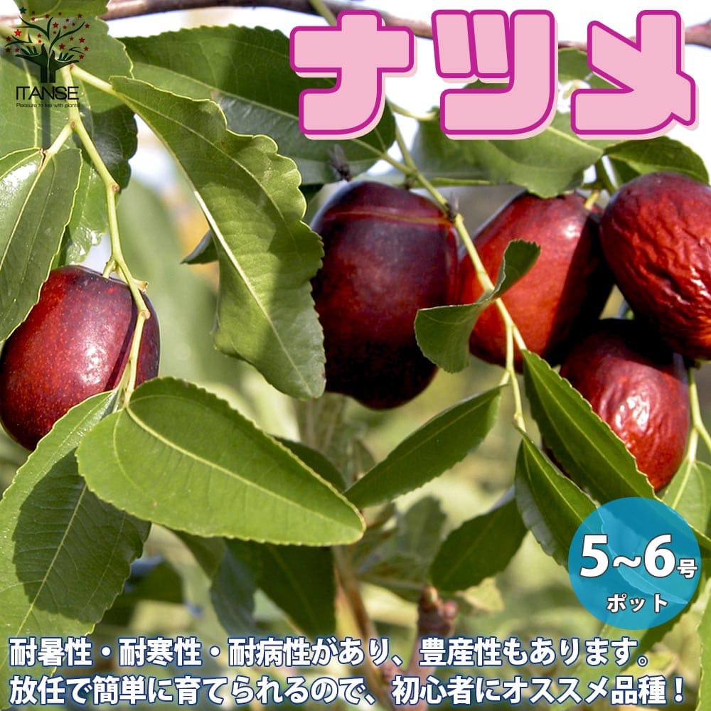 楽天市場】【送料無料】ロンガン(竜眼・リュウガン)の苗木【果樹苗 4〜5年生 接木苗 21cmポット/1個】ろんがん ライチ ランブータン ムクロジ  家庭菜園 シンボルツリー 庭園 庭園果樹 果樹畑 レイシ ナツメ 記念樹 簡単 栽培 果実 果樹園 : 植物販売のＩＴＡＮＳＥ楽天市場店