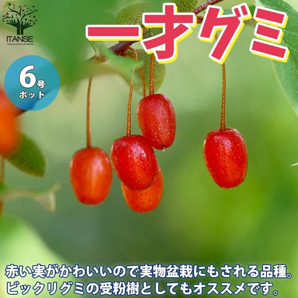 楽天市場 送料無料 イッサイグミ 一才グミの苗木 果樹の苗木 6号鉢 1個売り 一才グミ イッサイグミ グミ苗 グミの苗 グミの苗木 ナツグミ 夏グミ 植物販売のｉｔａｎｓｅ楽天市場店