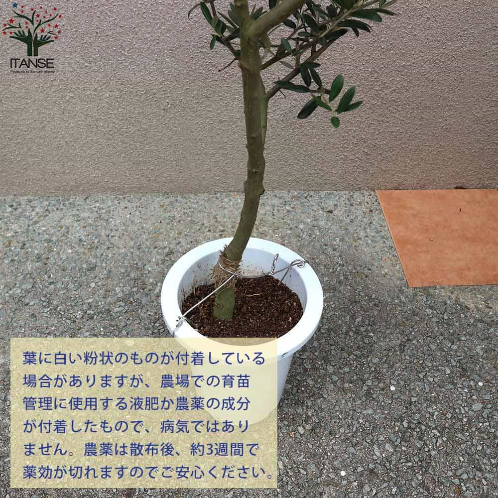 送料無料 マンザニロ 幹が太くしっかりした大苗 オリーブの苗木 果樹の苗木 7号鉢 5年生 挿し木苗 1個売り オリーブ苗 オリーブ苗木 おりーぶ ひなかぜ Hinakaze Olive シンボルツリー Salon Raquet De