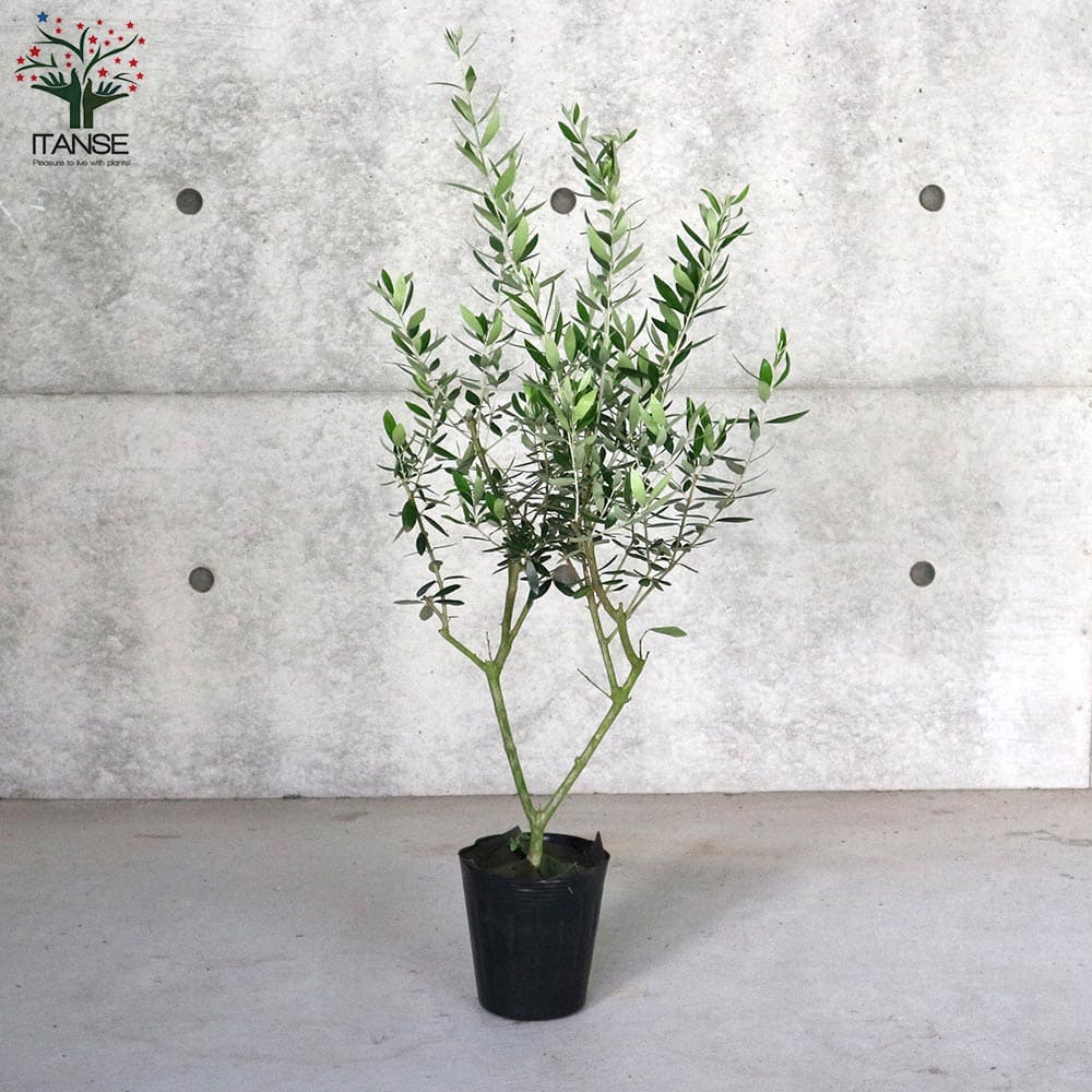 貨物輸送無料 コロネイキ オリーブの苗木 果樹の苗木 5サイズポット苗 2年生 挿し木苗 1個売り オリーブ苗 オリーブ苗木 オリーブの苗木 オリーブの苗 滓ーぶ Olive 印樹 家族家庭菜園 ガーデニング Psvocationalconsulting Com