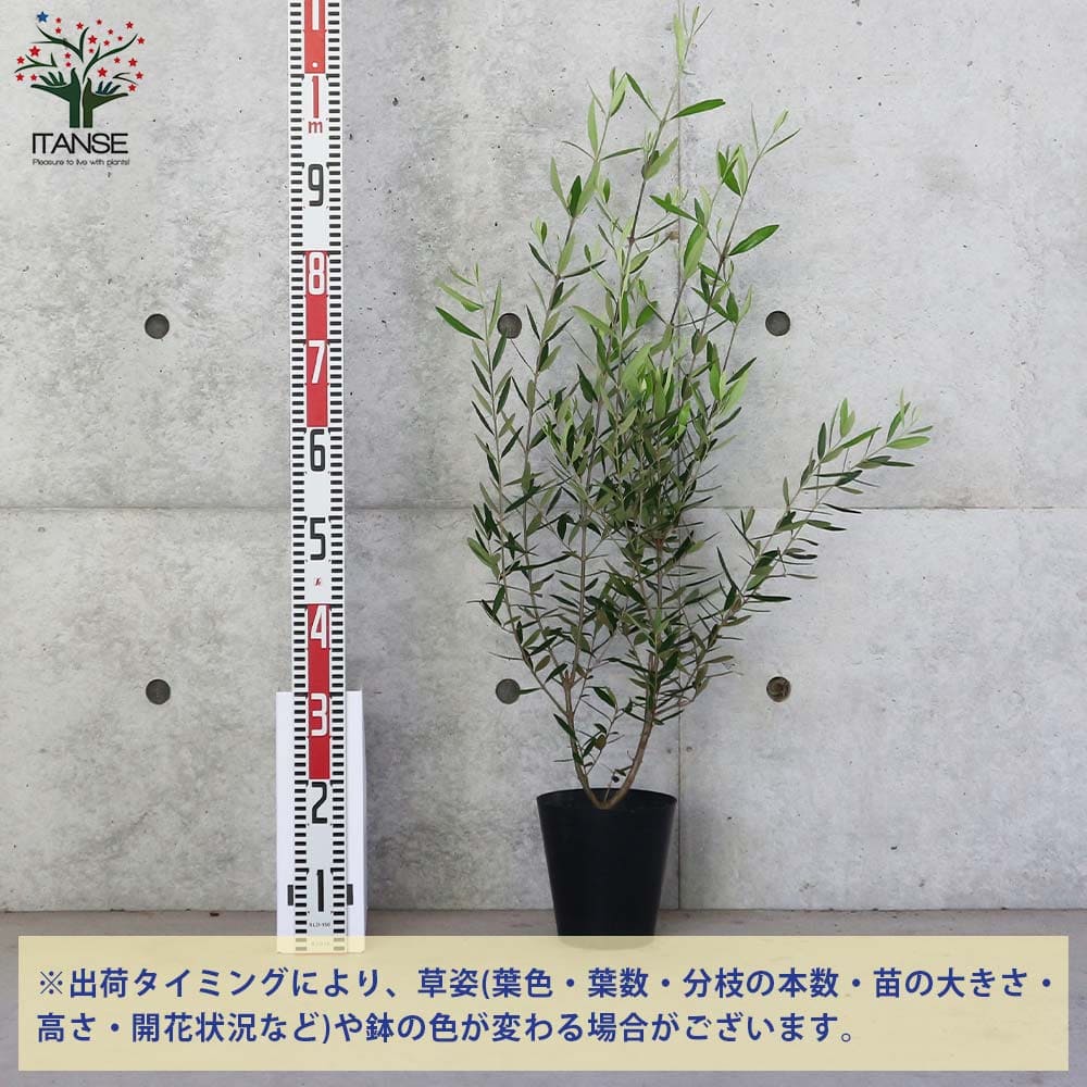 オリーブ苗 オリーブ苗木 Olive おりーぶ オリーブの苗木 オリーブの苗