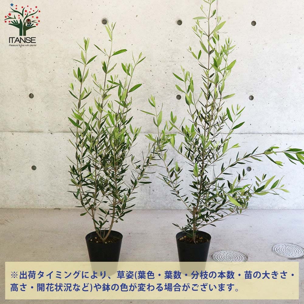 オリーブ苗 オリーブ苗木 Olive おりーぶ オリーブの苗木 オリーブの苗