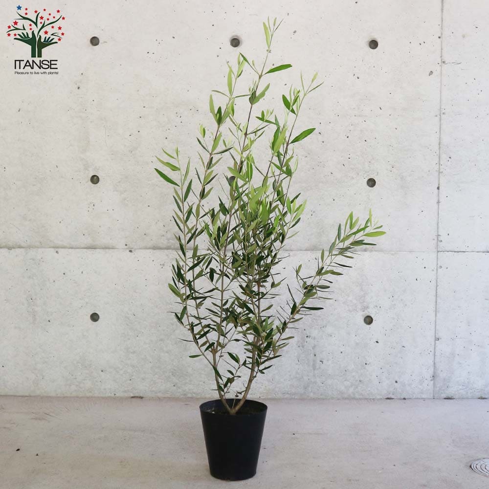 オリーブ苗 オリーブ苗木 Olive おりーぶ オリーブの苗木 オリーブの苗