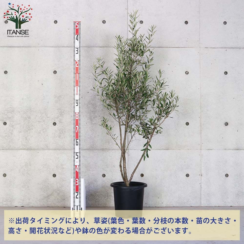 送料無料 シプレッシーノ オリーブの苗木 果樹の苗木 9号ポット大苗 挿し木苗 1個売り オリーブ苗 オリーブ苗木 オリーブの苗木 オリーブの苗 おりーぶ Olive シンボルツリー 家庭菜園 ガーデニング Liceochiloe Cl