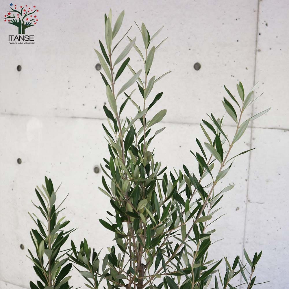 送料無料 シプレッシーノ オリーブの苗木 果樹の苗木 9号ポット大苗 挿し木苗 1個売り オリーブ苗 オリーブ苗木 オリーブの苗木 オリーブの苗 おりーぶ Olive シンボルツリー 家庭菜園 ガーデニング Liceochiloe Cl