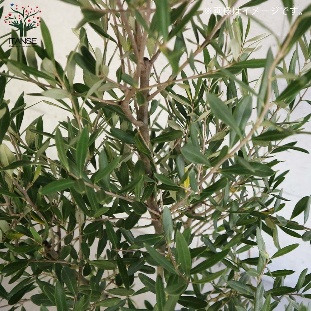 送料無料 シプレッシーノ オリーブの苗木 果樹の苗木 9号ポット大苗 挿し木苗 1個売り オリーブ苗 オリーブ苗木 オリーブの苗木 オリーブの苗 おりーぶ Olive シンボルツリー 家庭菜園 ガーデニング Liceochiloe Cl