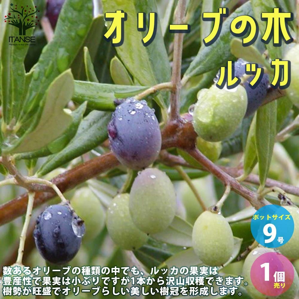 送料無料 ルッカ オリーブの苗木 果樹の苗木 9号ポット大苗 挿し木苗 1個売り オリーブ苗 オリーブ苗木 オリーブの苗木 オリーブの苗 おりーぶ Olive シンボルツリー 家庭菜園 ガーデニング Enof Dz