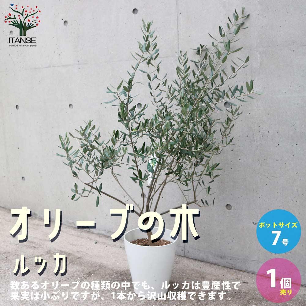 オリーブ苗 オリーブ苗木 オリーブの苗 おりーぶ オリーブの苗木