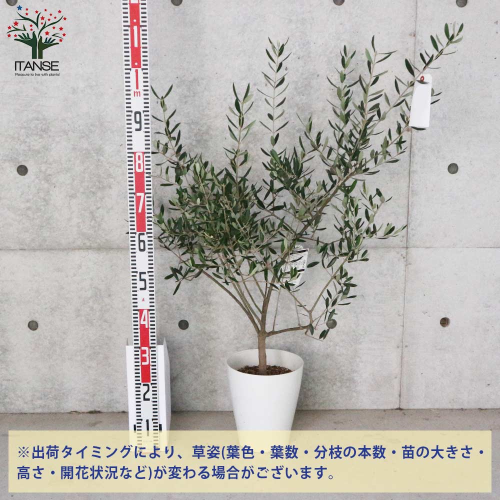 オリーブ苗 オリーブ苗木 オリーブの苗 おりーぶ オリーブの苗木