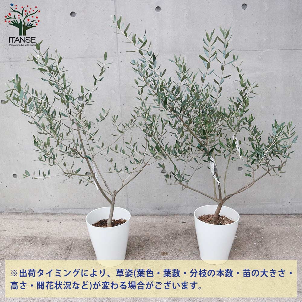 オリーブ苗 オリーブ苗木 オリーブの苗 おりーぶ オリーブの苗木