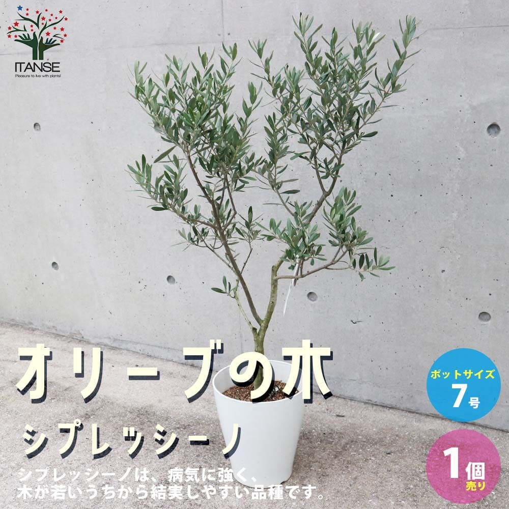 楽天市場】オリーブ アルベキーナ 5号鉢 送料無料 鉢植え 観葉植物