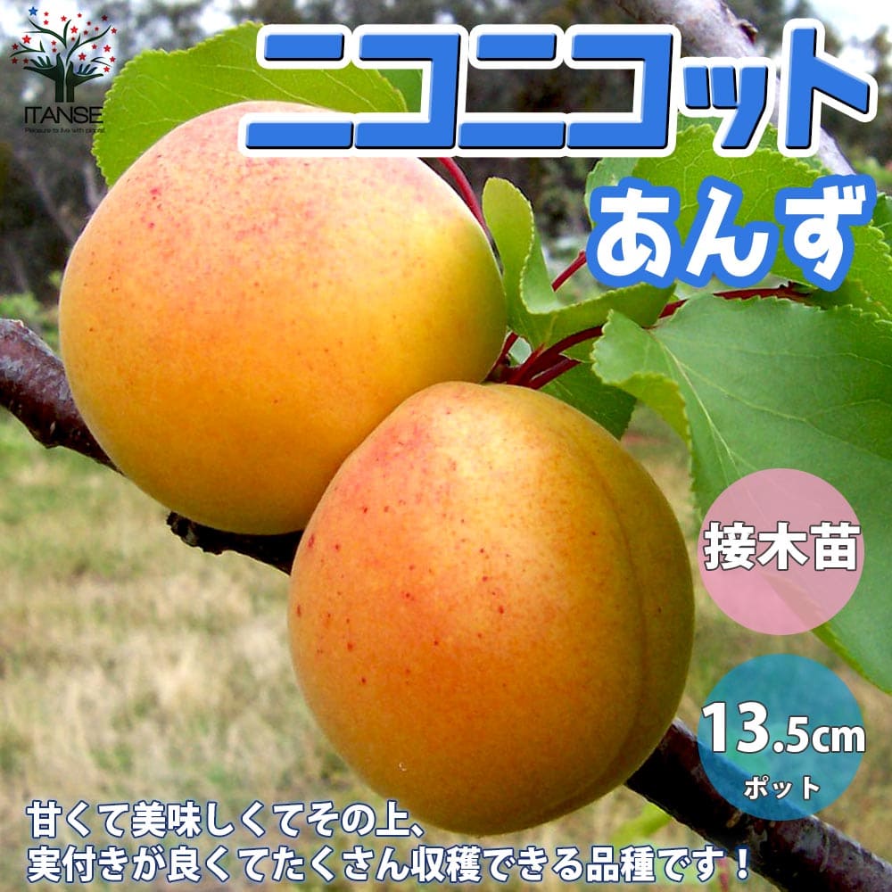 ★たまっ子 　信州産　あんず　信州大実　6kg ☆たまっ子 信州産 あんず 信州大実 6kg あんず 杏各種 「信州