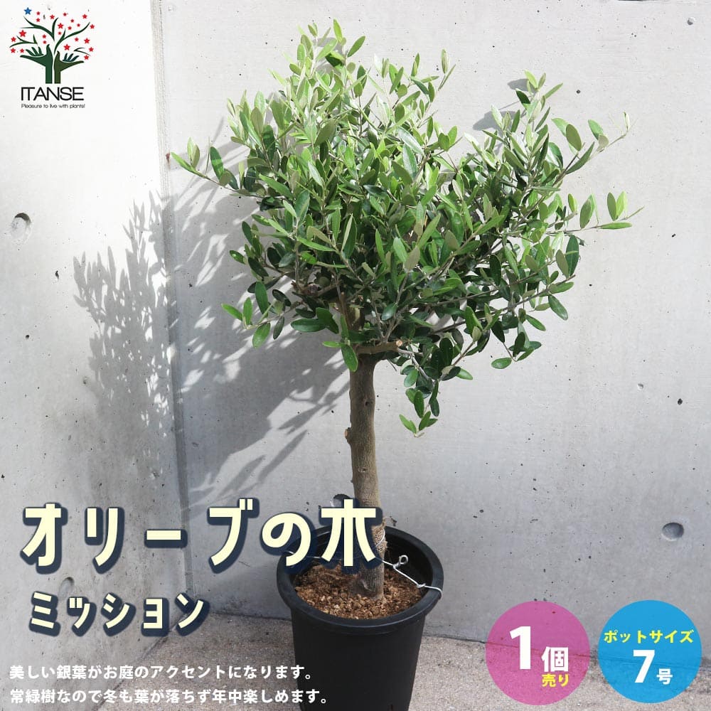 オリーブ苗 オリーブ苗木 おりーぶ オリーブの苗 オリーブの苗木