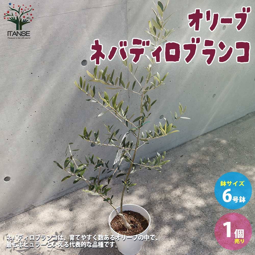 楽天市場】【P2倍☆マラソン期間中】オリーブの苗木 品種