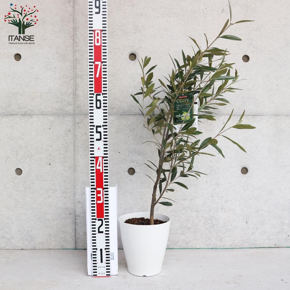 市場 送料無料 オリーブの苗木 Mサイズ6号白テーパード鉢 オリーブ苗 1個売り 品種 ひなかぜ オリーブ苗木 果樹の苗木