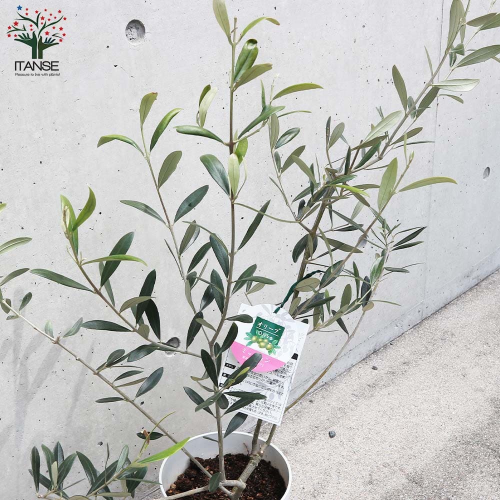 21高い素材 送料無料 オリーブの苗木 品種 ミッション 果樹の苗木 Mサイズ6号白テーパード鉢 1個売り オリーブ苗 オリーブ苗木 オリーブの苗 おりーぶ Olive シンボルツリー 家庭菜園 ガーデニング Abamedyc Com