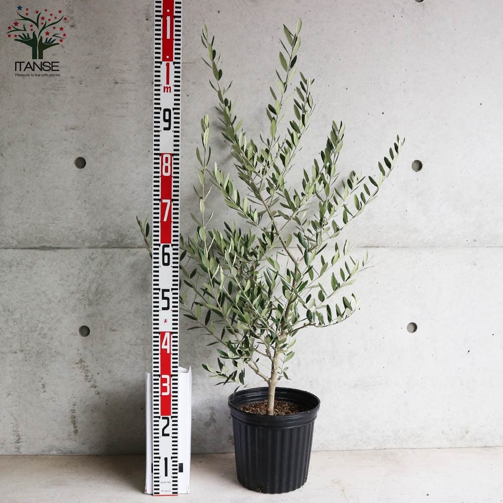 与え 送料無料 オリーブの苗木 品種 ルッカ 果樹の苗木 7号ナーセリーポット黒鉢 1個売り オリーブ苗 オリーブ苗木 オリーブの苗 おりーぶ Olive シンボルツリー 家庭菜園 ガーデニング Abamedyc Com